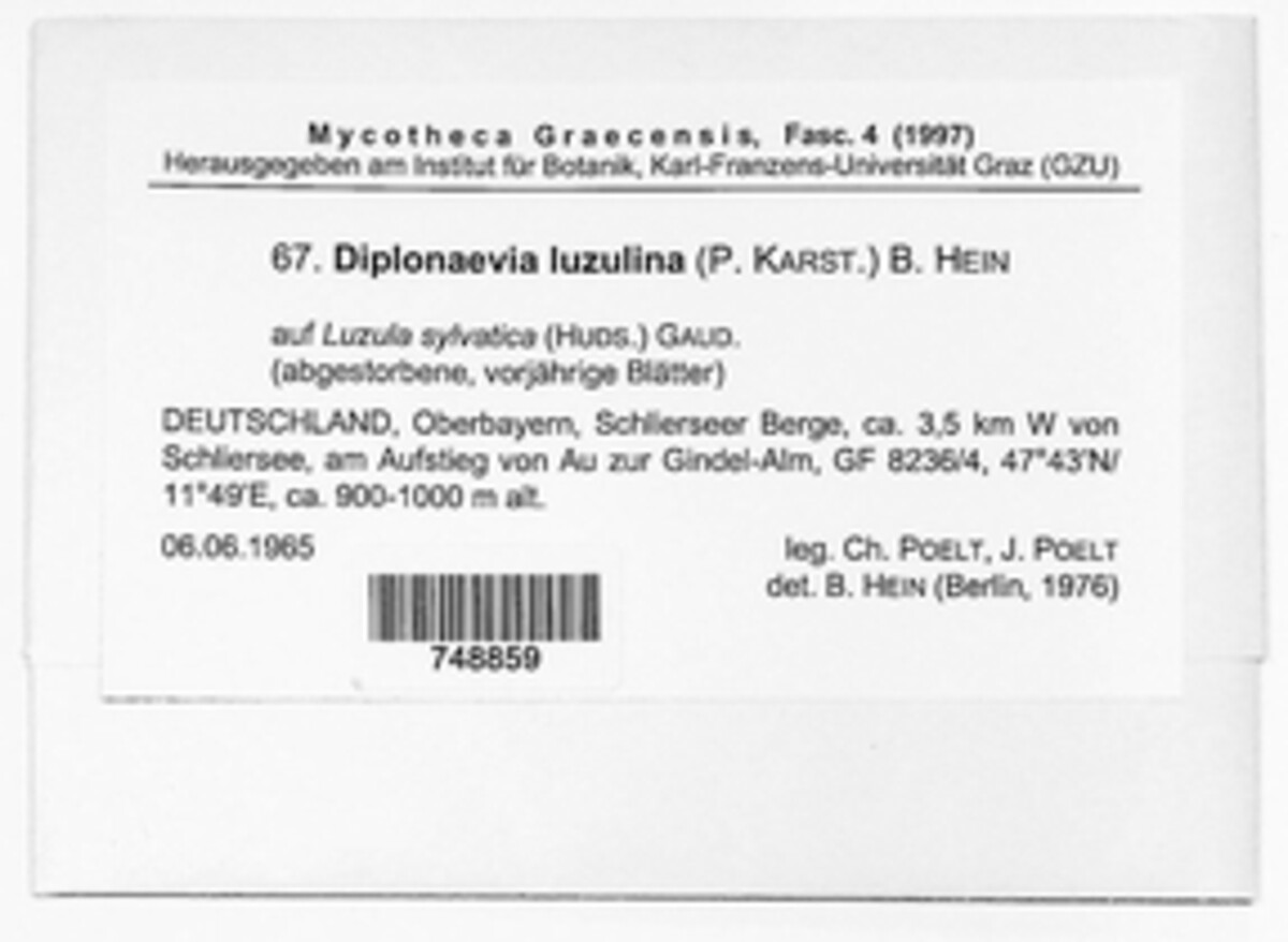 Diplonaevia luzulina image